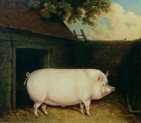 Un cochon dans sa porcherie